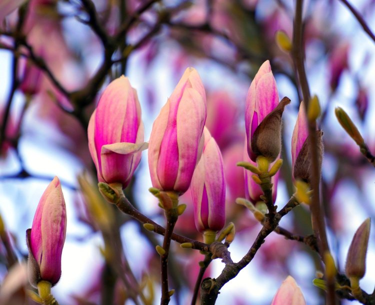 magnolia-4971783_1920